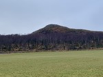 Øksanuten