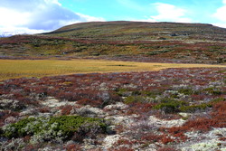 Veslkolla