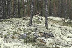 Hammarenhøgda