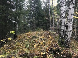 Barlindhaugen