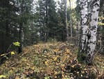 Barlindhaugen
