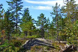 Hestekjerrheia
