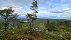 Rognåsen