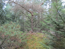 Rossåsen