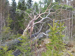 Tverrberget