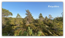 Østigardsheia