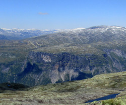 Bjørkanosi