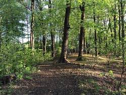 Bergskogen