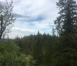 Fosskamman