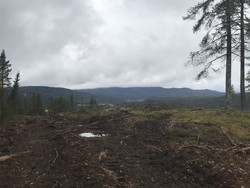 Snaukollen