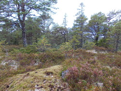 Aunåsberget