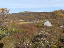 Tverrlivola