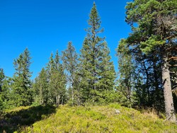 Snaukollen Nord