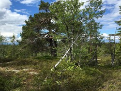 Hesteskotjernåsen Sørøst