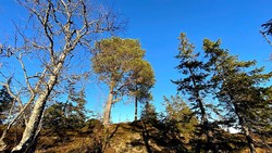 Svarttjønnåsen