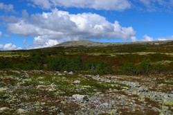 Slettflåhøa
