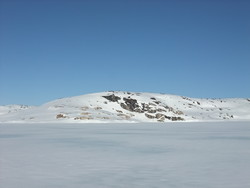 Molteheii
