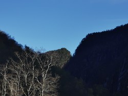 Nipa