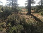 Rådalshøgda Øst