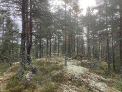 Nygårdskollen sør