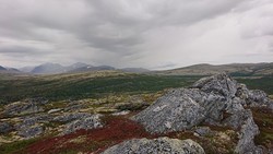 Gråhøe