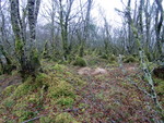 Åsheimfjellet