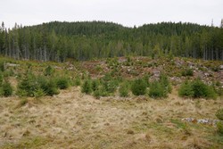 Skreihaugen