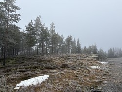 Joarrøysa