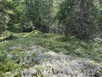 Klypgranhøgda