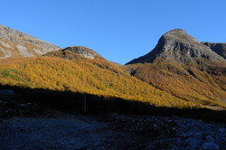 Røyranibba