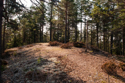 Gørrtjernsrabben