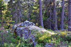Bakliåsen