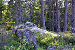Bakliåsen