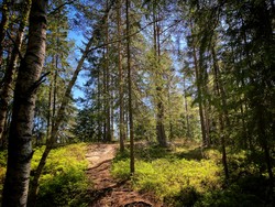 Linåsen