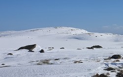 Gvilingshallnuten