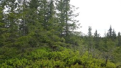 Høgdahøgda