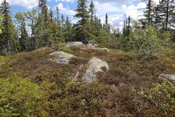Oftentjernshøgda