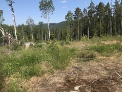 Ramndalskollen