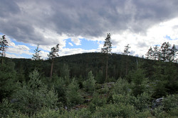 Vardhaugkollen