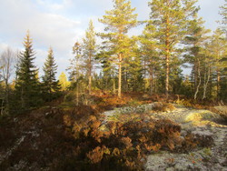 Åbortjernhøgda