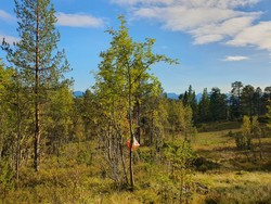 Moldegårdshaugen