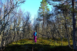 Langåsen