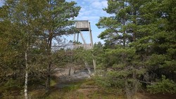 Björnerödspiggen