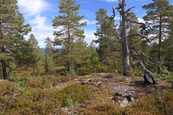 Gørrtjennåsen