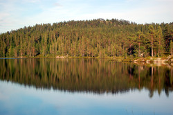 Svinhusknatten