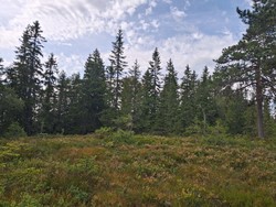 Øst for Bjørnåtedalen