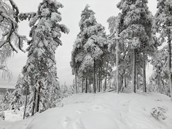 Veslesjølen