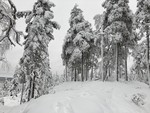 Veslesjølen