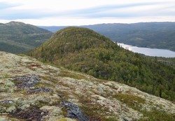 Gusetnatten