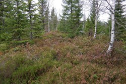 Bokkemyråsen